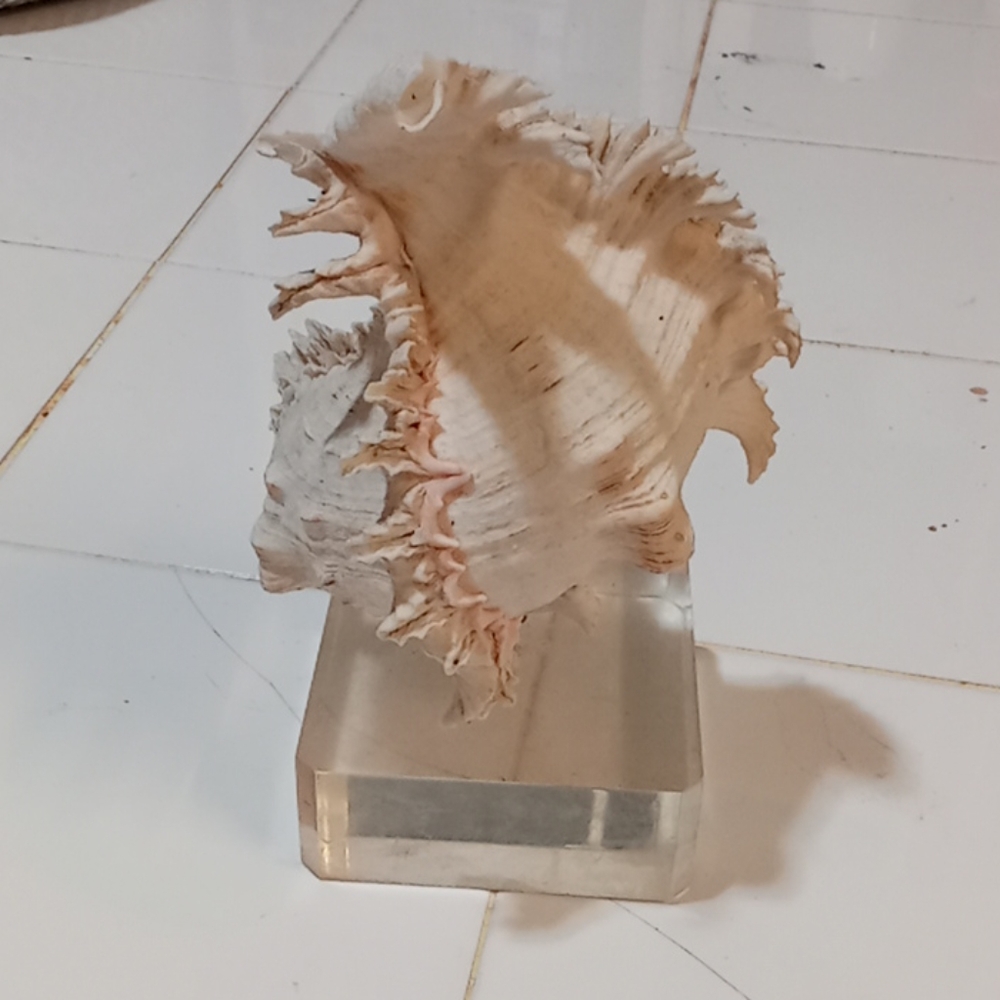 Seashell figurine